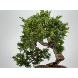 Juniperus sabina A00432 view 4