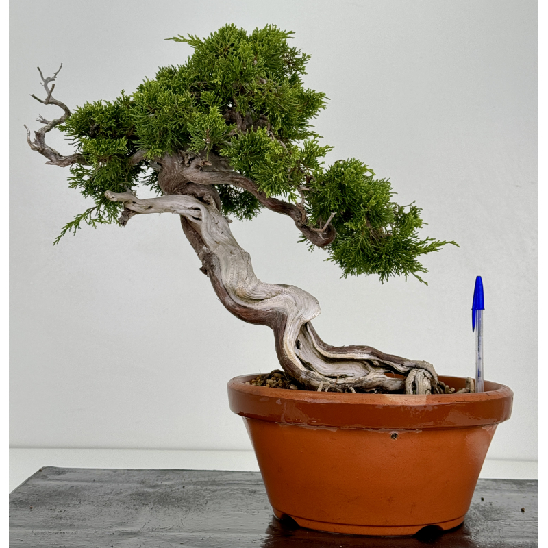 Juniperus sabina -sabina rastrera- A00803