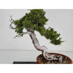 Juniperus sabina -sabina rastrera- A00803 vista 2