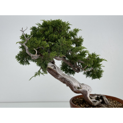 Juniperus sabina -sabina rastrera- A00803 vista 4