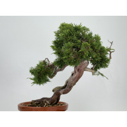 Juniperus sabina -sabina rastrera- A00803 vista 5