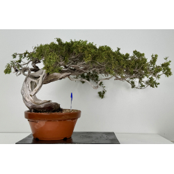 Juniperus sabina -sabina rastrera- A01621