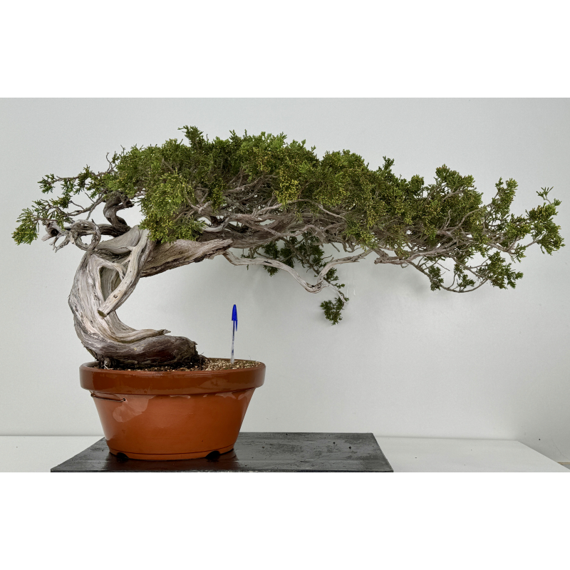 Juniperus sabina A01621