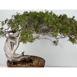 Juniperus sabina A01621 view 2