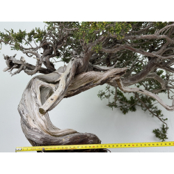 Juniperus sabina A01621 view 3