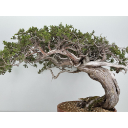 Juniperus sabina A01621 view 6