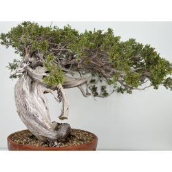 Juniperus sabina A01621 view 4