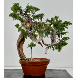 Juniperus sabina A01640