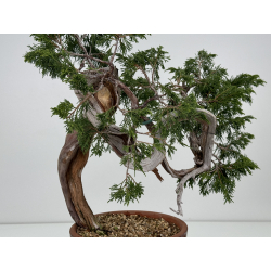 Juniperus sabina A01640 view 2