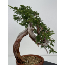 Juniperus sabina A01640 view 4