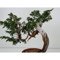 Juniperus sabina A01640 view 5