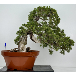 Juniperus sabina A00665