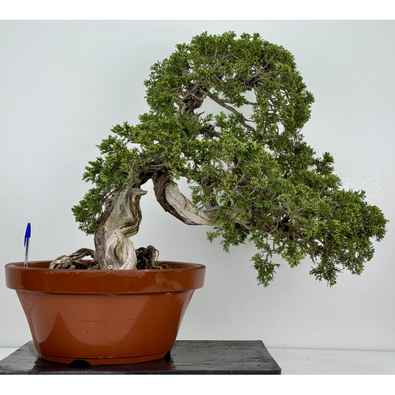 Juniperus sabina A00665