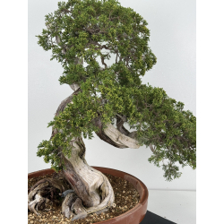 Juniperus sabina A00665 view 4