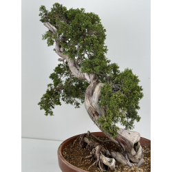 Juniperus sabina A00665 view 5