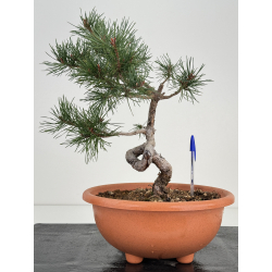 Pinus sylvestris -pino s- europeo- I-7418