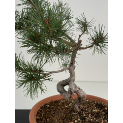 Pinus sylvestris I-7418 view 2