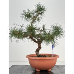 Pinus sylvestris -pino s- europeo- I-7419