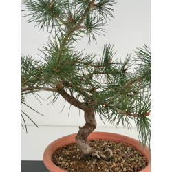 Pinus sylvestris I-7419 view 2