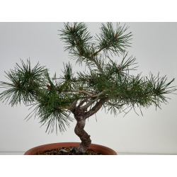 Pinus sylvestris I-7419 view 3