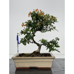 Pyracantha I-7420