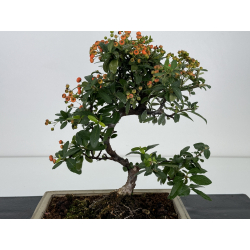 Pyracantha I-7420 view 2