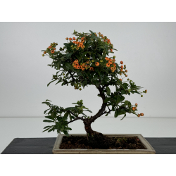 Pyracantha I-7420 view 4