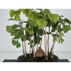 Ginkgo biloba I-7423 vista 2