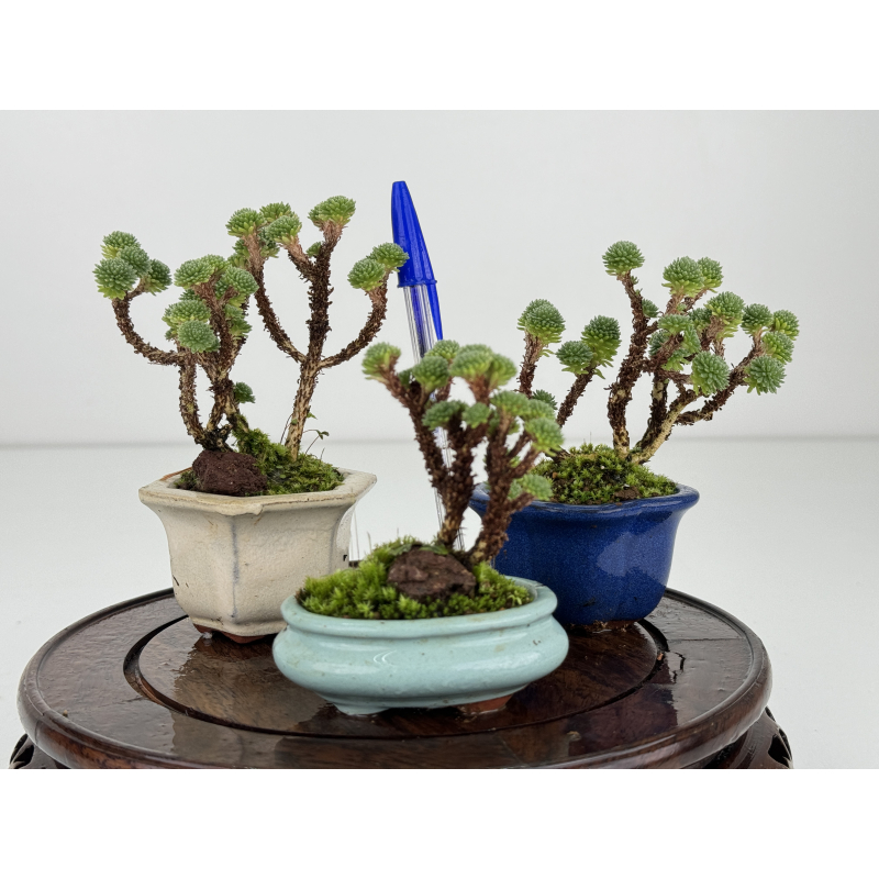 Sedum multiceps I-7427