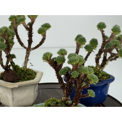 Sedum multiceps I-7427 vista 2