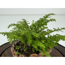 Japanese fern I-7433 view 2