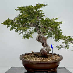 Juniperus sabina A01176