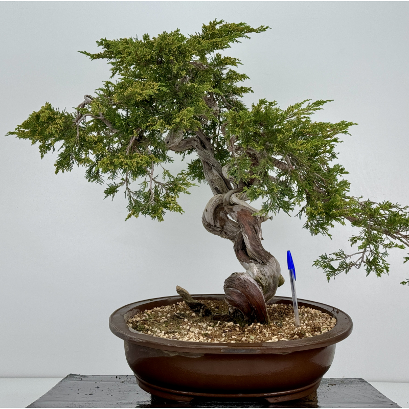 Juniperus sabina A01176