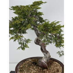 Juniperus sabina A01176 view 2