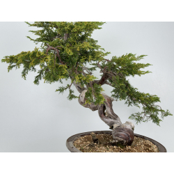 Juniperus sabina A01176 view 5