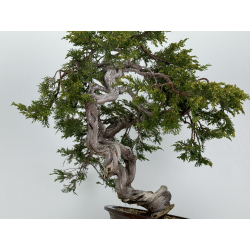 Juniperus sabina A01176 view 7