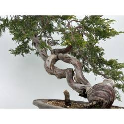 Juniperus sabina A01176 view 6