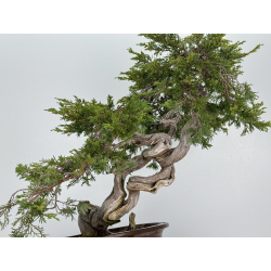 Juniperus sabina A01176 view 8