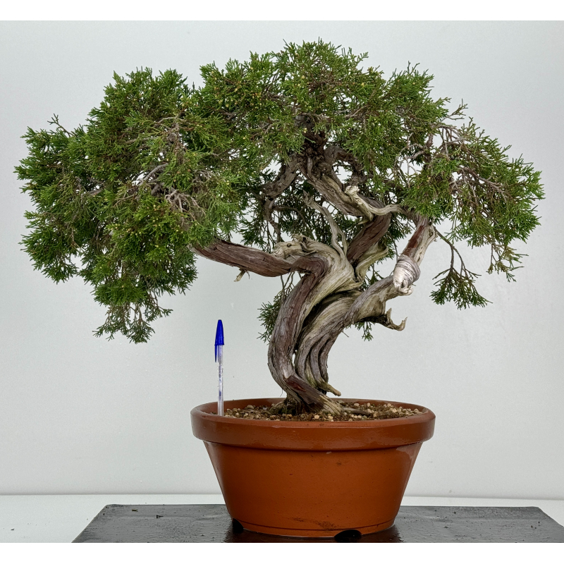 Juniperus sabina A00890