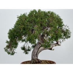 Juniperus sabina A00890 view 4