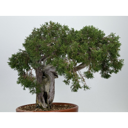 Juniperus sabina A00890 view 5