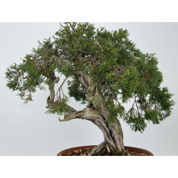 Juniperus sabina A00890 view 6