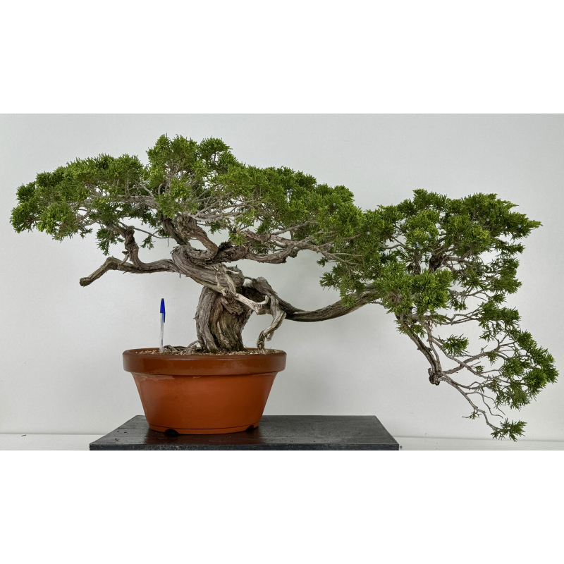 Juniperus sabina A00630