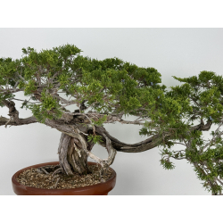 Juniperus sabina A00630 view 2