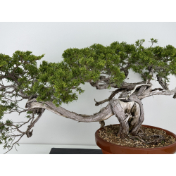 Juniperus sabina A00630 view 8