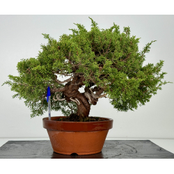 Juniperus chinensis itoigawa I-7440