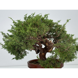 Juniperus chinensis itoigawa I-7440 vista 4