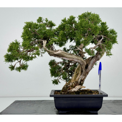 Juniperus sabina A01187