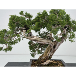 Juniperus sabina A01187 view 2