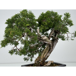 Juniperus sabina A01187 view 4